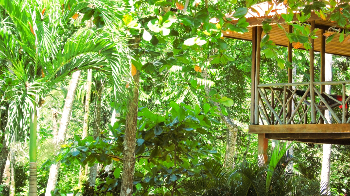 punta-preciosa-terrasses-vue-jungle_edited