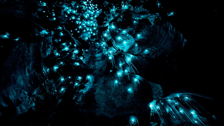 bioluminescence-preciosa