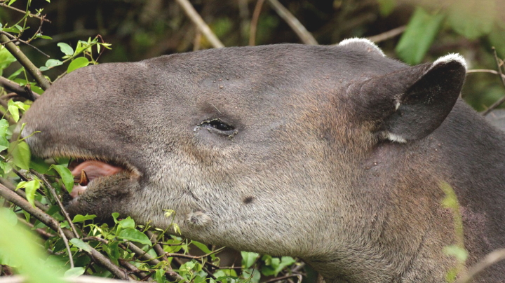 tapir-corcovado