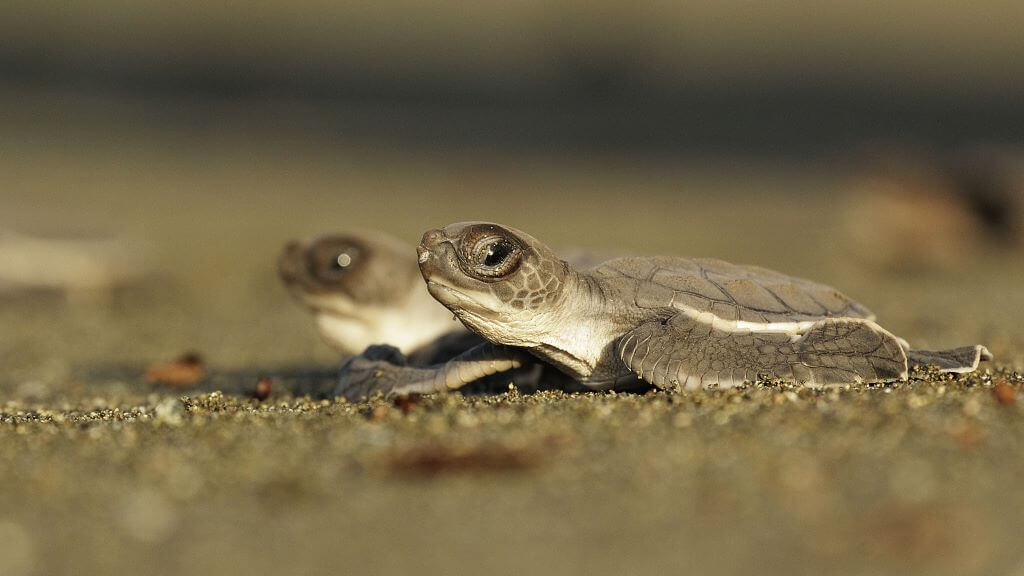 tortugas-preciosas-de-osa